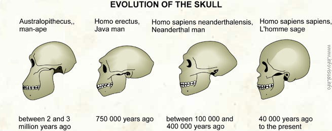 Evolution of the skull  (Visual Dictionary)